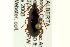  ( - CNC COLEO 00118596)  @14 [ ] CreativeCommons - Attribution (2011) CNC/CBG Photography Group Centre for Biodiversity Genomics