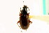  ( - CNC COLEO 00118631)  @14 [ ] CreativeCommons - Attribution (2011) CNC/CBG Photography Group Centre for Biodiversity Genomics