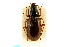  ( - CNC COLEO 00118632)  @14 [ ] CreativeCommons - Attribution (2011) CNC/CBG Photography Group Centre for Biodiversity Genomics