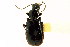  ( - CNC COLEO 00118671)  @13 [ ] CreativeCommons - Attribution (2011) CNC/CBG Photography Group Centre for Biodiversity Genomics