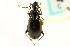  ( - CNC COLEO 00118733)  @11 [ ] CreativeCommons - Attribution (2011) CNC/CBG Photography Group Centre for Biodiversity Genomics