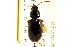  (Agonum crenistriatum - CNC COLEO 00118739)  @13 [ ] CreativeCommons - Attribution (2011) CNC/CBG Photography Group Centre for Biodiversity Genomics