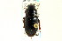  (Piosoma - CNC COLEO 00118820)  @14 [ ] CreativeCommons - Attribution (2011) CNC/CBG Photography Group Centre for Biodiversity Genomics