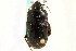  ( - CNC COLEO 00118822)  @14 [ ] CreativeCommons - Attribution (2011) CNC/CBG Photography Group Centre for Biodiversity Genomics