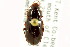  ( - CNC COLEO 00118886)  @13 [ ] CreativeCommons - Attribution (2011) CNC/CBG Photography Group Centre for Biodiversity Genomics