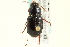  (Amara avida - CNC COLEO 00118897)  @14 [ ] CreativeCommons - Attribution (2011) CNC/CBG Photography Group Centre for Biodiversity Genomics