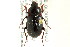  ( - CNC COLEO 00118900)  @12 [ ] CreativeCommons - Attribution (2011) CNC/CBG Photography Group Centre for Biodiversity Genomics