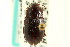  (Amara discors - CNC COLEO 00118906)  @11 [ ] CreativeCommons - Attribution (2011) CNC/CBG Photography Group Centre for Biodiversity Genomics