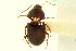  ( - CNC COLEO 00118924)  @12 [ ] CreativeCommons - Attribution (2011) CNC/CBG Photography Group Centre for Biodiversity Genomics