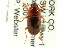  ( - CNC COLEO 00118931)  @11 [ ] CreativeCommons - Attribution (2011) CNC/CBG Photography Group Centre for Biodiversity Genomics