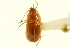  ( - CNC COLEO 00118933)  @13 [ ] CreativeCommons - Attribution (2011) CNC/CBG Photography Group Centre for Biodiversity Genomics