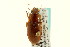  (Harpalus indianus - CNC COLEO 00118948)  @14 [ ] CreativeCommons - Attribution (2011) CNC/CBG Photography Group Centre for Biodiversity Genomics