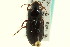  ( - CNC COLEO 00118974)  @11 [ ] CreativeCommons - Attribution (2011) CNC/CBG Photography Group Centre for Biodiversity Genomics