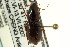  (Harpalus megacephalus - CNC COLEO 00118982)  @13 [ ] CreativeCommons - Attribution (2011) CNC/CBG Photography Group Centre for Biodiversity Genomics