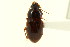  ( - CNC COLEO 00119014)  @11 [ ] CreativeCommons - Attribution (2011) CNC/CBG Photography Group Centre for Biodiversity Genomics