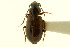  ( - CNC COLEO 00119102)  @13 [ ] CreativeCommons - Attribution (2011) CNC/CBG Photography Group Centre for Biodiversity Genomics