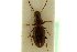 ( - CNC COLEO 00119118)  @11 [ ] CreativeCommons - Attribution (2011) CNC/CBG Photography Group Centre for Biodiversity Genomics