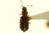  ( - CNC COLEO 00119120)  @11 [ ] CreativeCommons - Attribution (2011) CNC/CBG Photography Group Centre for Biodiversity Genomics