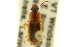  ( - CNC COLEO 00119168)  @11 [ ] CreativeCommons - Attribution (2011) CNC/CBG Photography Group Centre for Biodiversity Genomics
