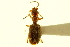  (Calybe sallei - CNC COLEO 00119410)  @11 [ ] CreativeCommons - Attribution (2011) CNC/CBG Photography Group Centre for Biodiversity Genomics