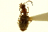  ( - CNC COLEO 00119411)  @11 [ ] CreativeCommons - Attribution (2011) CNC/CBG Photography Group Centre for Biodiversity Genomics