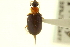  (Lebia atriceps - CNC COLEO 00119429)  @13 [ ] CreativeCommons - Attribution (2011) CNC/CBG Photography Group Centre for Biodiversity Genomics