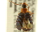  (Lebia tricolor - CNC COLEO 00119432)  @14 [ ] CreativeCommons - Attribution (2011) CNC/CBG Photography Group Centre for Biodiversity Genomics