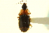  (Phloeoxena signata - CNC COLEO 00119494)  @11 [ ] CreativeCommons - Attribution (2011) CNC/CBG Photography Group Centre for Biodiversity Genomics
