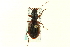  ( - CNC COLEO 00119520)  @11 [ ] CreativeCommons - Attribution (2011) CNC/CBG Photography Group Centre for Biodiversity Genomics