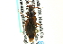  ( - CNC COLEO 00119521)  @11 [ ] CreativeCommons - Attribution (2011) CNC/CBG Photography Group Centre for Biodiversity Genomics