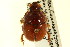  ( - CNC COLEO 00119686)  @11 [ ] CreativeCommons - Attribution (2011) CNC/CBG Photography Group Centre for Biodiversity Genomics