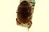  (Bolborhombus parvulus - CNC COLEO 00119690)  @11 [ ] CreativeCommons - Attribution (2011) CNC/CBG Photography Group Centre for Biodiversity Genomics