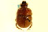  (Bolbocerastes regalis - CNC COLEO 00119693)  @13 [ ] CreativeCommons - Attribution (2011) CNC/CBG Photography Group Centre for Biodiversity Genomics