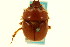  (Bolbocerastes imperialis - CNC COLEO 00119696)  @11 [ ] CreativeCommons - Attribution (2011) CNC/CBG Photography Group Centre for Biodiversity Genomics
