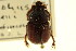  ( - CNC COLEO 00119711)  @12 [ ] CreativeCommons - Attribution (2011) CNC/CBG Photography Group Centre for Biodiversity Genomics