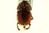  ( - CNC COLEO 00119712)  @13 [ ] CreativeCommons - Attribution (2011) CNC/CBG Photography Group Centre for Biodiversity Genomics