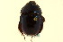  ( - CNC COLEO 00119771)  @11 [ ] CreativeCommons - Attribution (2011) CNC/CBG Photography Group Centre for Biodiversity Genomics