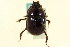  (Ceratotrupes bolivari - CNC COLEO 00119778)  @13 [ ] CreativeCommons - Attribution (2011) CNC/CBG Photography Group Centre for Biodiversity Genomics