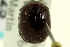  ( - CNC COLEO 00119825)  @11 [ ] CreativeCommons - Attribution (2011) CNC/CBG Photography Group Centre for Biodiversity Genomics