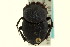  ( - CNC COLEO 00119840)  @13 [ ] CreativeCommons - Attribution (2011) CNC/CBG Photography Group Centre for Biodiversity Genomics