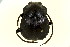  ( - CNC COLEO 00119877)  @11 [ ] CreativeCommons - Attribution (2011) CNC/CBG Photography Group Centre for Biodiversity Genomics