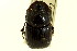  ( - CNC COLEO 00119894)  @11 [ ] CreativeCommons - Attribution (2011) CNC/CBG Photography Group Centre for Biodiversity Genomics