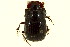  ( - CNC COLEO 00119895)  @11 [ ] CreativeCommons - Attribution (2011) CNC/CBG Photography Group Centre for Biodiversity Genomics