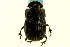  ( - CNC COLEO 00119897)  @11 [ ] CreativeCommons - Attribution (2011) CNC/CBG Photography Group Centre for Biodiversity Genomics