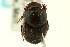  (Onthophagus striatulus - CNC COLEO 00119970)  @11 [ ] CreativeCommons - Attribution (2011) CNC/CBG Photography Group Centre for Biodiversity Genomics