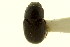  (Planolinoides aenictus - CNC COLEO 00119983)  @11 [ ] CreativeCommons - Attribution (2011) CNC/CBG Photography Group Centre for Biodiversity Genomics