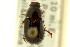  ( - CNC COLEO 00119990)  @11 [ ] CreativeCommons - Attribution (2011) CNC/CBG Photography Group Centre for Biodiversity Genomics