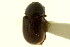  (Agoliinus hatchi - CNC COLEO 00119999)  @11 [ ] CreativeCommons - Attribution (2011) CNC/CBG Photography Group Centre for Biodiversity Genomics