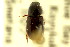  ( - CNC COLEO 00120020)  @11 [ ] CreativeCommons - Attribution (2011) CNC/CBG Photography Group Centre for Biodiversity Genomics