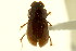  ( - CNC COLEO 00120028)  @11 [ ] CreativeCommons - Attribution (2011) CNC/CBG Photography Group Centre for Biodiversity Genomics